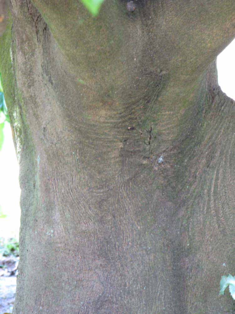            Bark (Winter Haven, FL)      